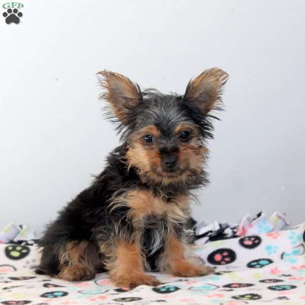 Nate, Yorkie Puppy