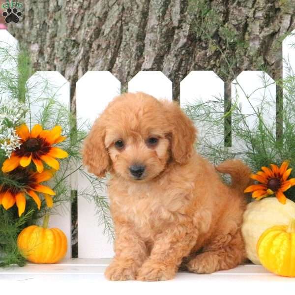 Nathaniel, Toy Poodle Mix Puppy