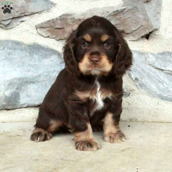 Nellie, Cocker Spaniel Puppy