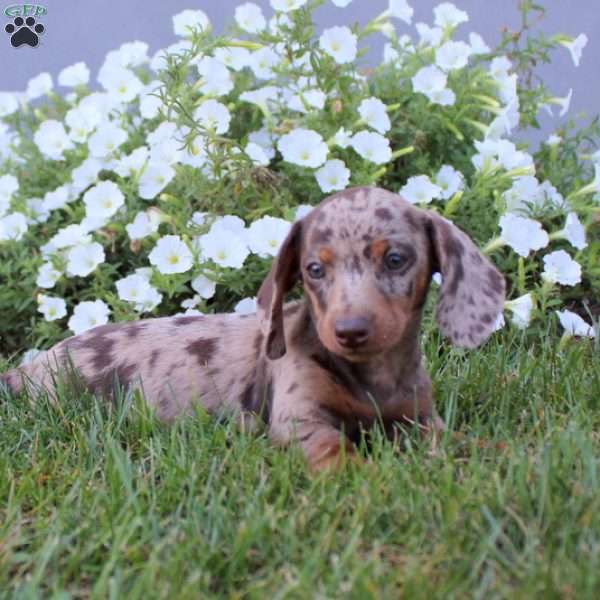 Nellie, Dachshund Puppy