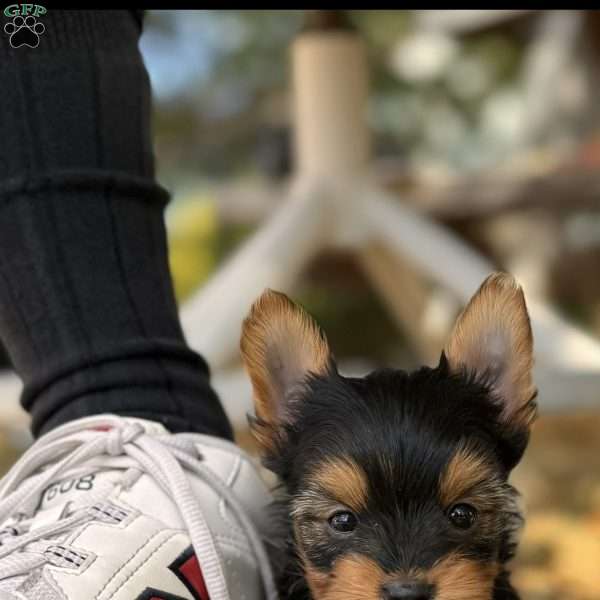 Nels, Yorkie Puppy