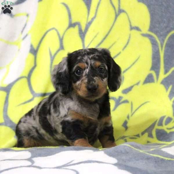 Nelson, Dachshund Puppy