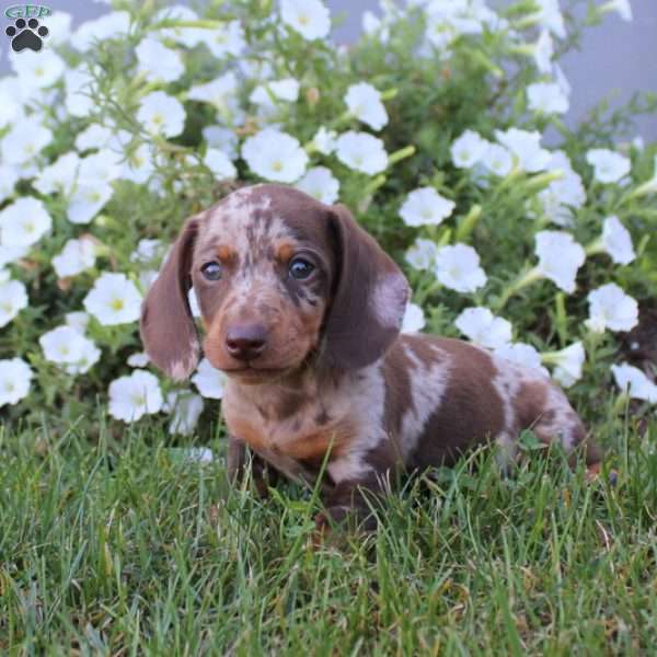 Nelson, Dachshund Puppy