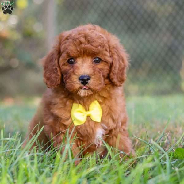 Nemo, Cavapoo Puppy