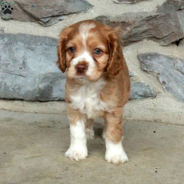 Nemo, Cocker Spaniel Puppy