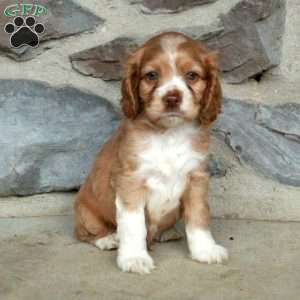 Nemo, Cocker Spaniel Puppy