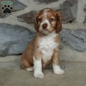 Nemo, Cocker Spaniel Puppy