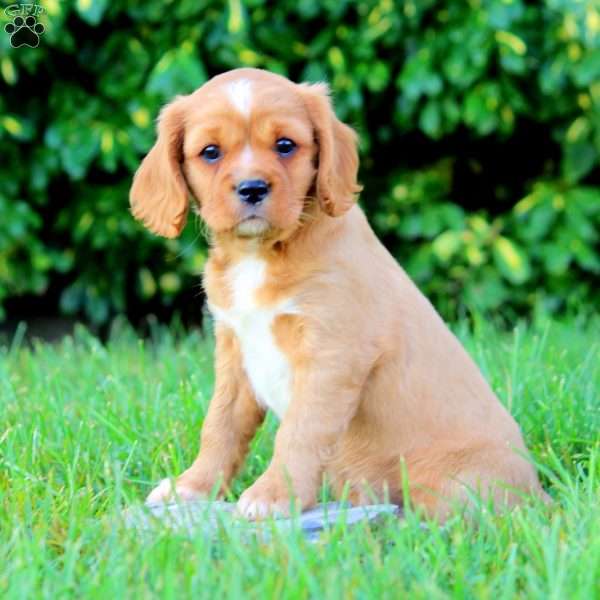 Nick, Cavapoo Puppy