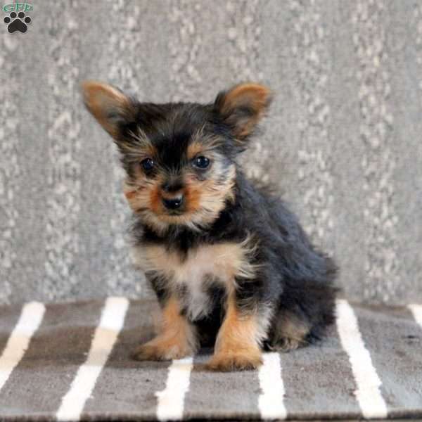 Nick, Yorkie Puppy