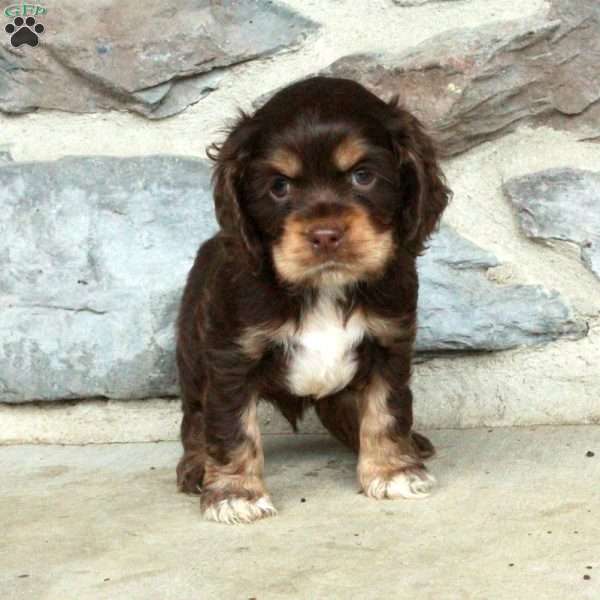 Nico, Cocker Spaniel Puppy