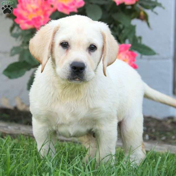 Nico, Yellow Labrador Retriever Puppy