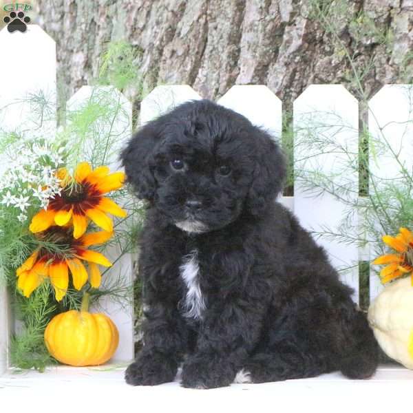 Nicole, Toy Poodle Mix Puppy