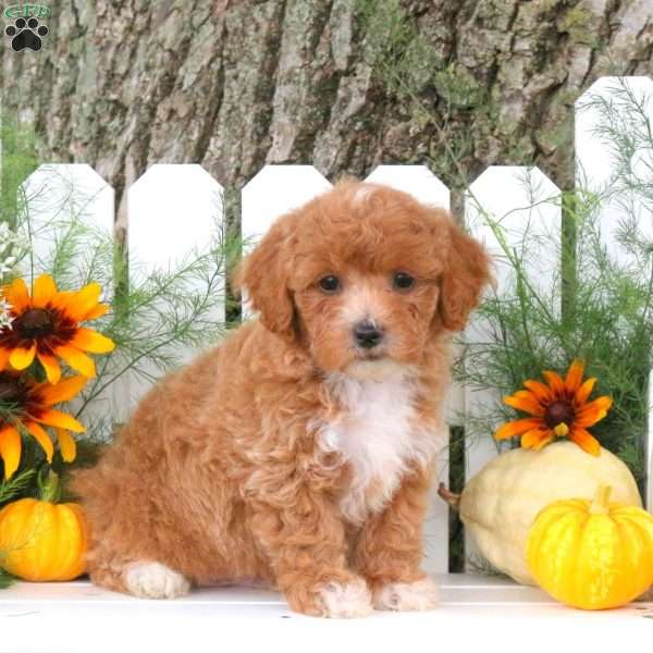 Nijay, Toy Poodle Mix Puppy