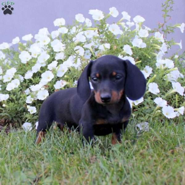 Nikki, Dachshund Puppy