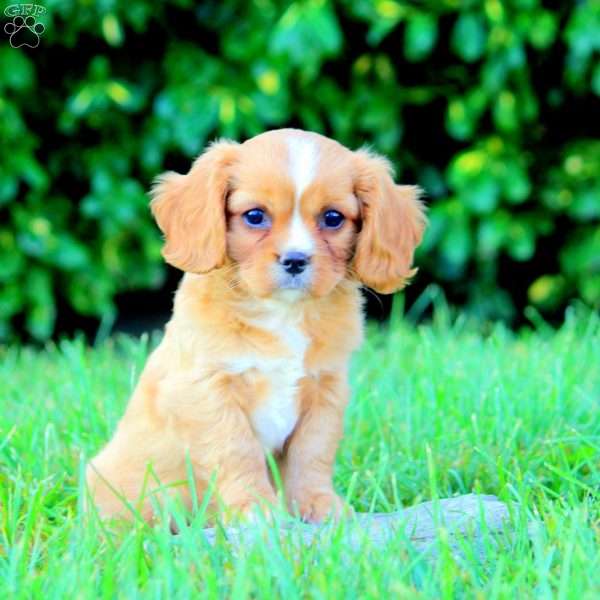 Nina, Cavapoo Puppy