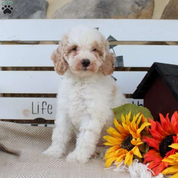 Nina, Mini Goldendoodle Puppy