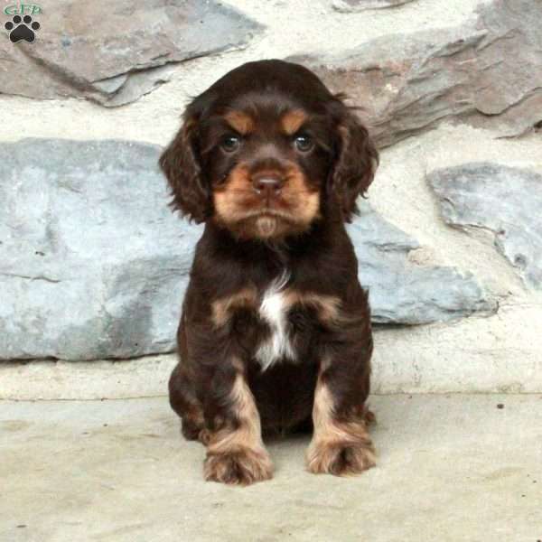 Nina, Cocker Spaniel Puppy