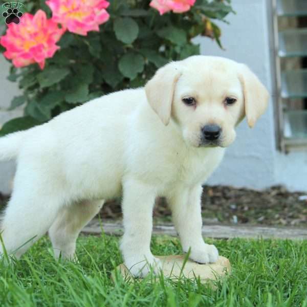 Nina, Yellow Labrador Retriever Puppy