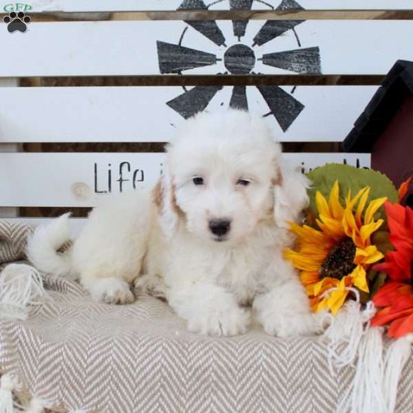 Nix, Mini Goldendoodle Puppy