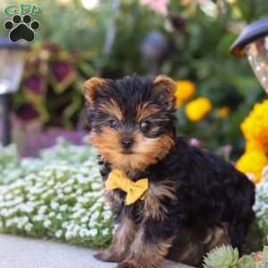 Noah, Yorkie Puppy