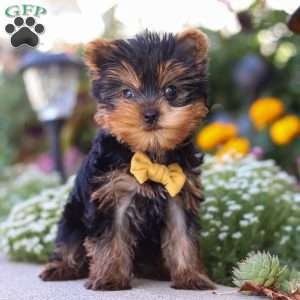 Noah, Yorkie Puppy