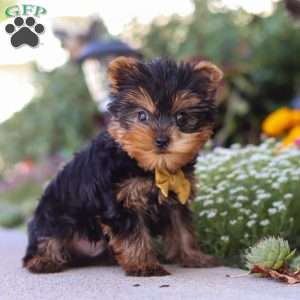 Noah, Yorkie Puppy