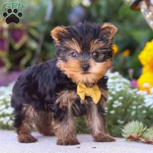 Noah, Yorkie Puppy