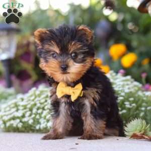 Noah, Yorkie Puppy