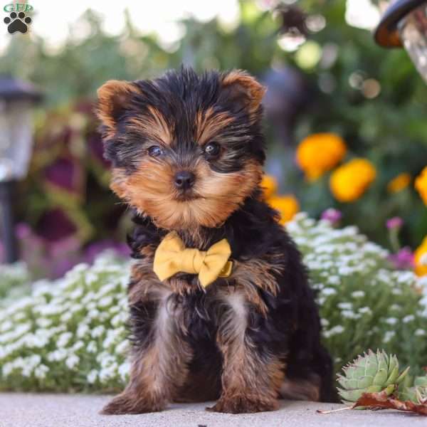 Noah, Yorkie Puppy