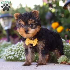 Noah, Yorkie Puppy