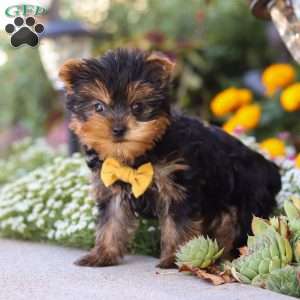 Noah, Yorkie Puppy