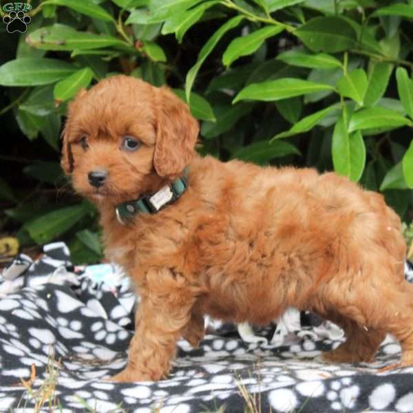 Nola, Golden Cavadoodle Puppy