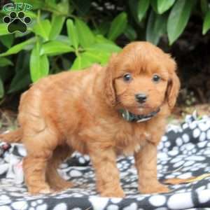 Nola, Golden Cavadoodle Puppy