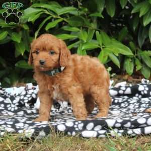 Nola, Golden Cavadoodle Puppy