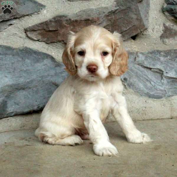 Nolan, Cocker Spaniel Puppy