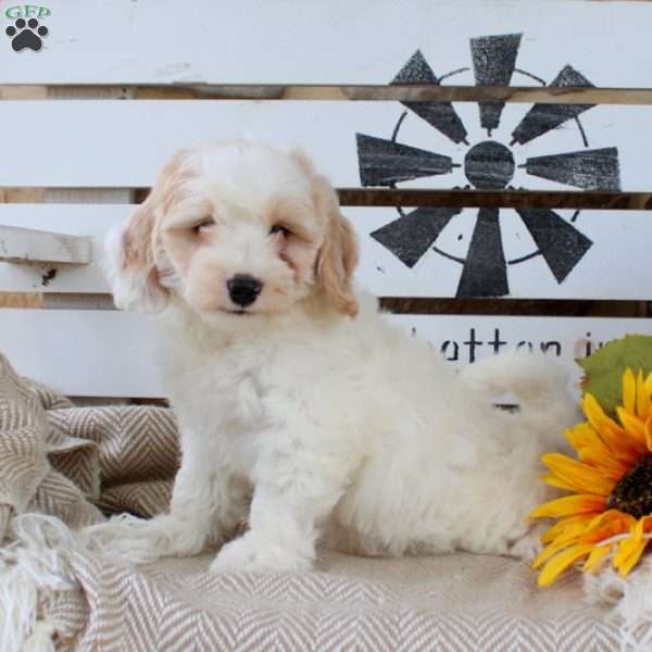 Nolan, Mini Goldendoodle Puppy