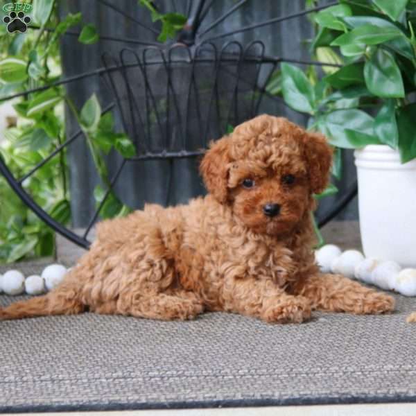 Nolan, Cavapoo Puppy