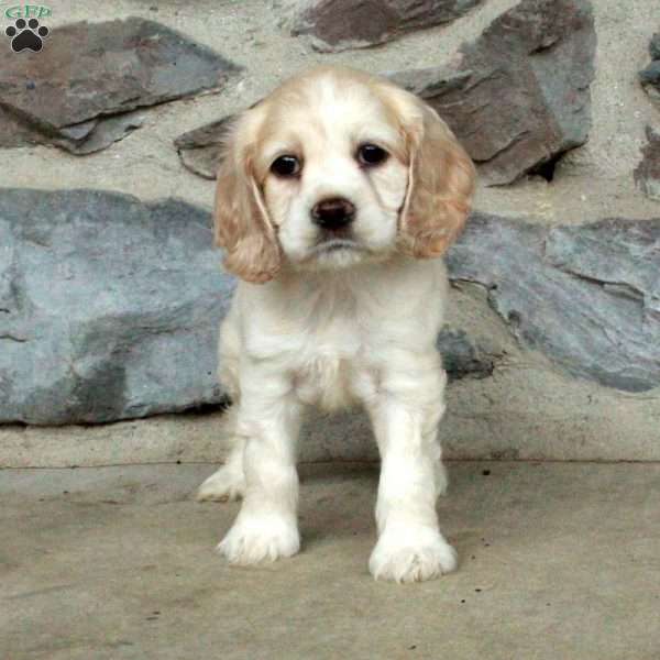 Nora, Cocker Spaniel Puppy