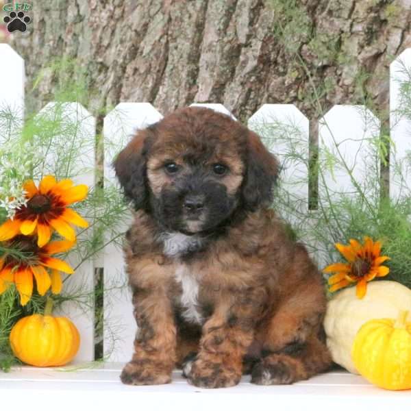 Norma, Toy Poodle Mix Puppy