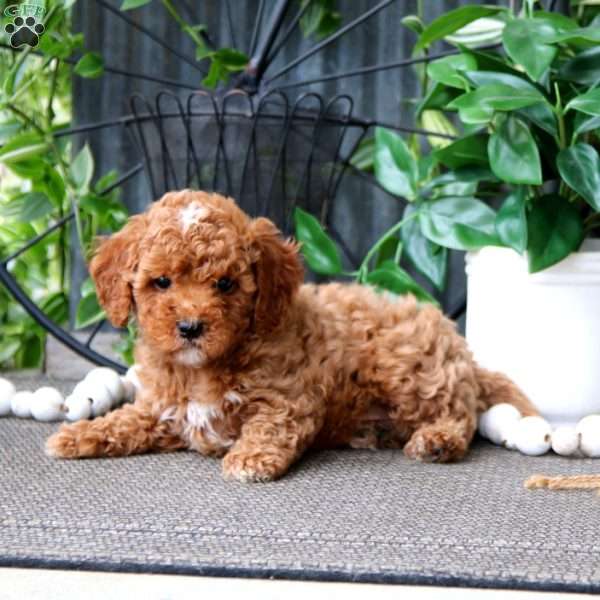 Nova, Cavapoo Puppy