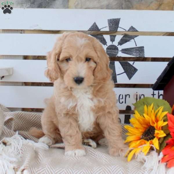 Nugget, Mini Goldendoodle Puppy