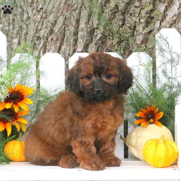 Nutmeg, Toy Poodle Mix Puppy