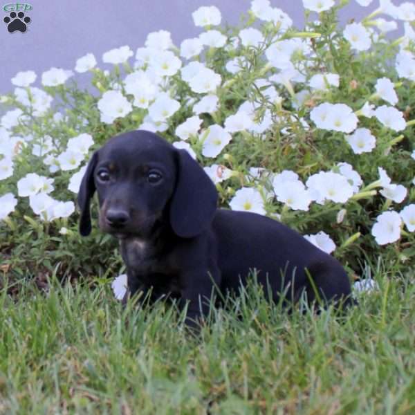 Nutmeg, Dachshund Puppy