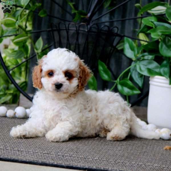 Nutmeg, Cavapoo Puppy