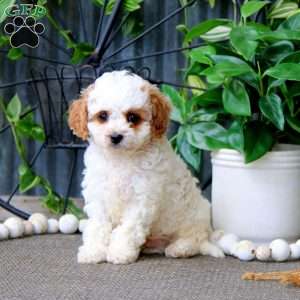 Nutmeg, Cavapoo Puppy