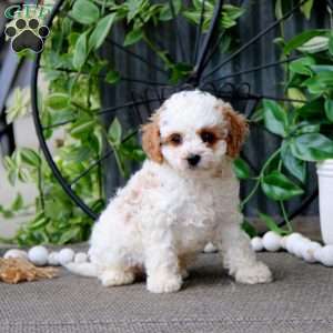 Nutmeg, Cavapoo Puppy