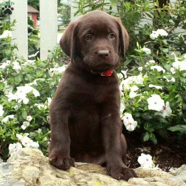 Oakes, Chocolate Labrador Retriever Puppy