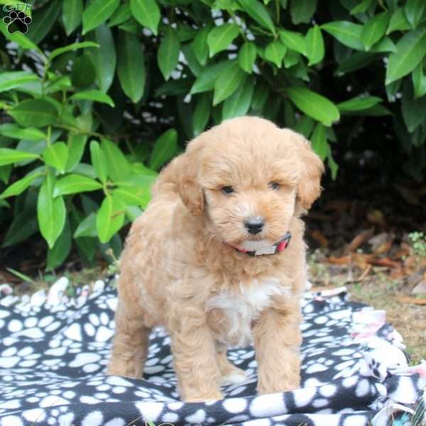 Oakley, Golden Cavadoodle Puppy