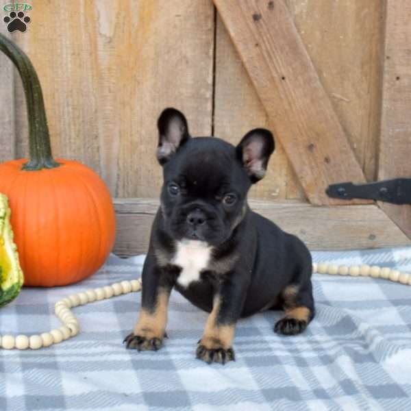 Oakley, French Bulldog Puppy