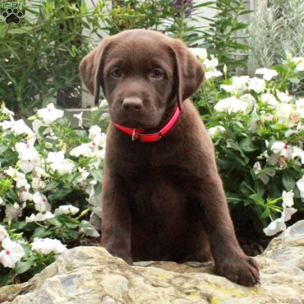 Odette, Chocolate Labrador Retriever Puppy